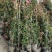 蔷薇公园绿化、行道风景、植树造林、占地用苗、房地产绿化