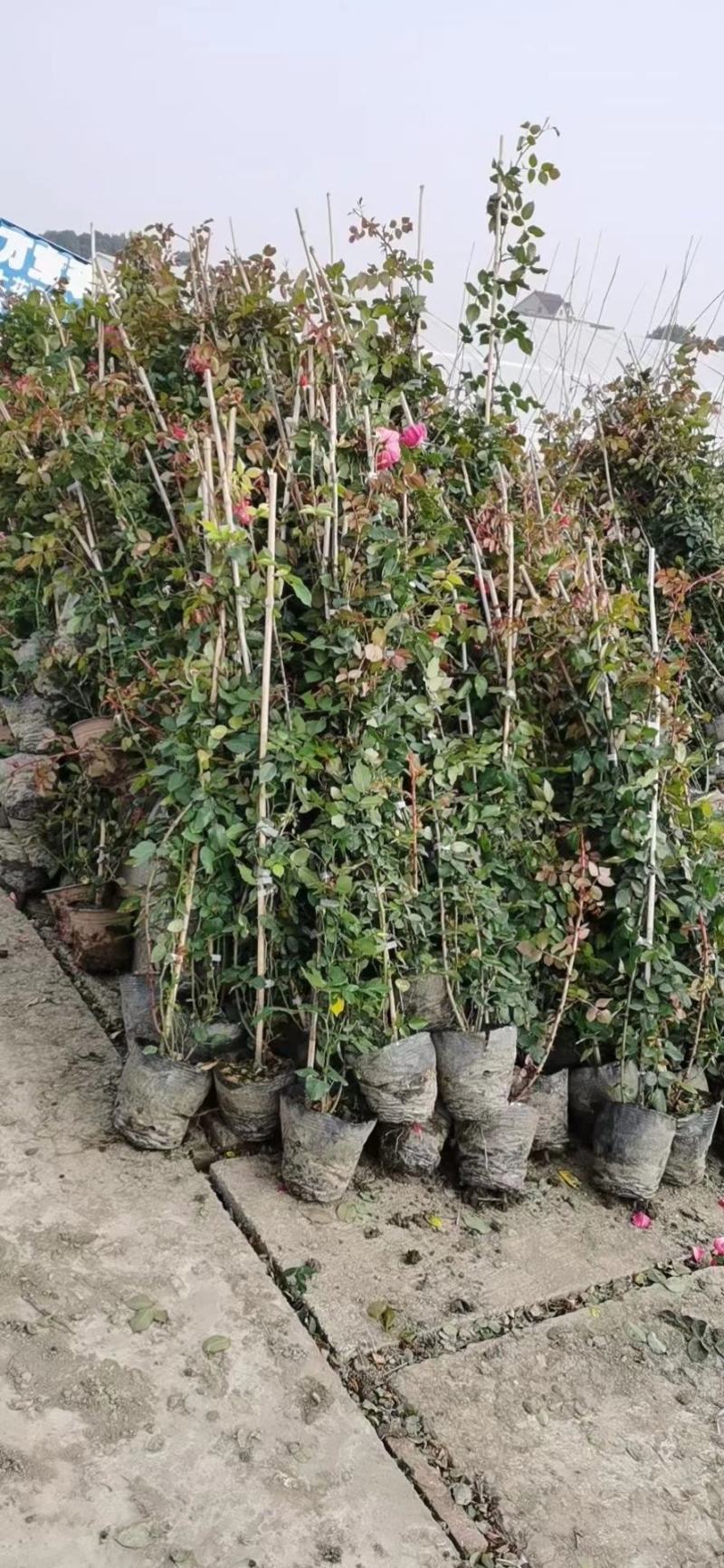 蔷薇公园绿化、行道风景、植树造林、占地用苗、房地产绿化