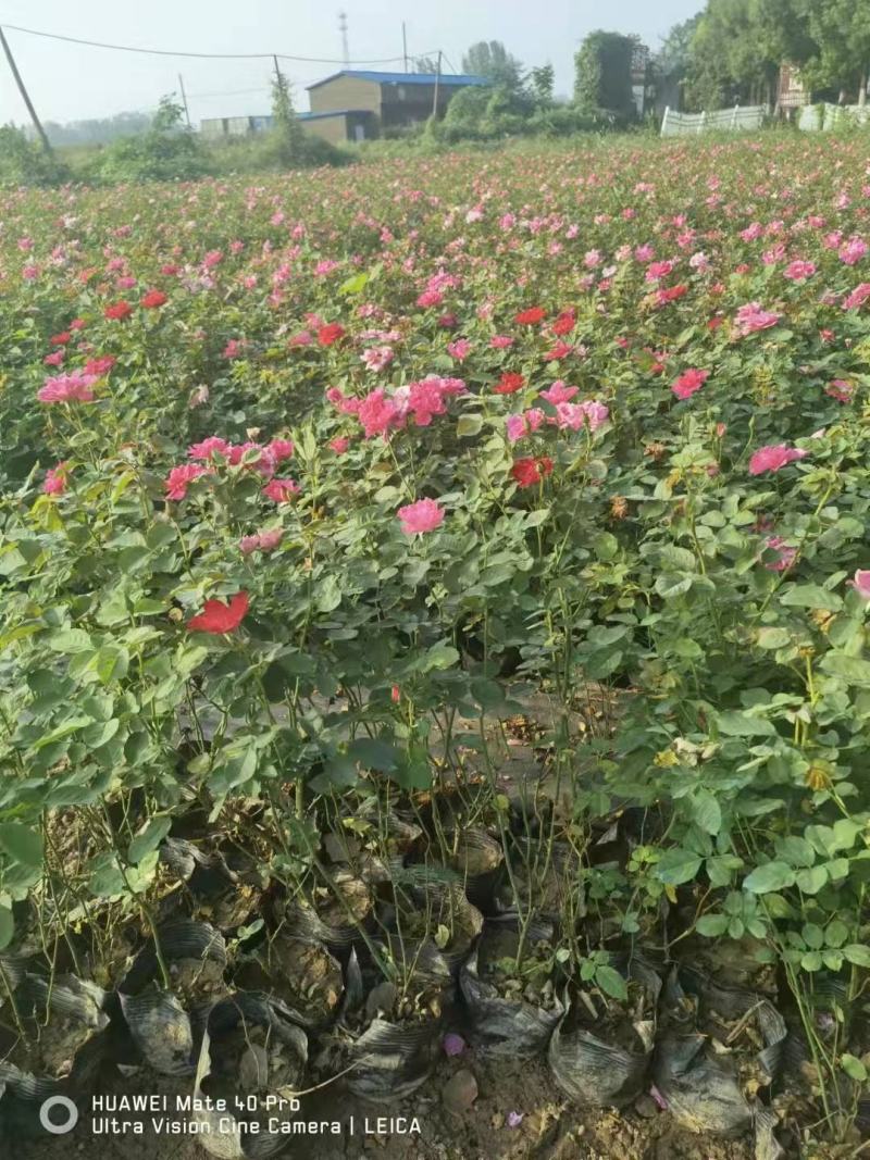 蔷薇公园绿化、行道风景、植树造林、占地用苗、房地产绿化