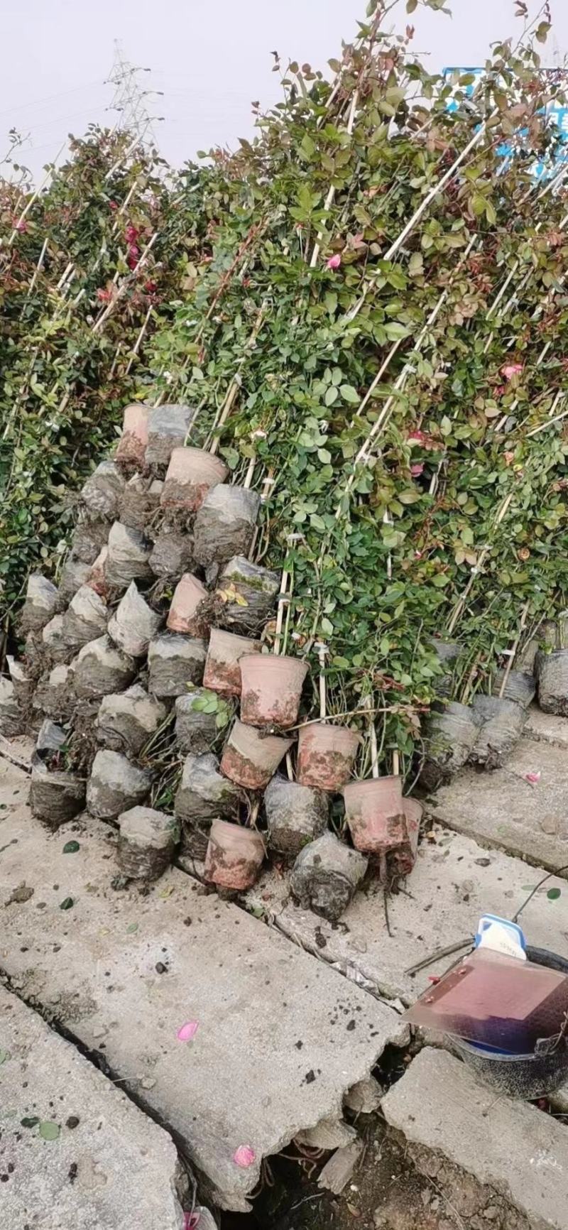 蔷薇公园绿化、行道风景、植树造林、占地用苗、房地产绿化