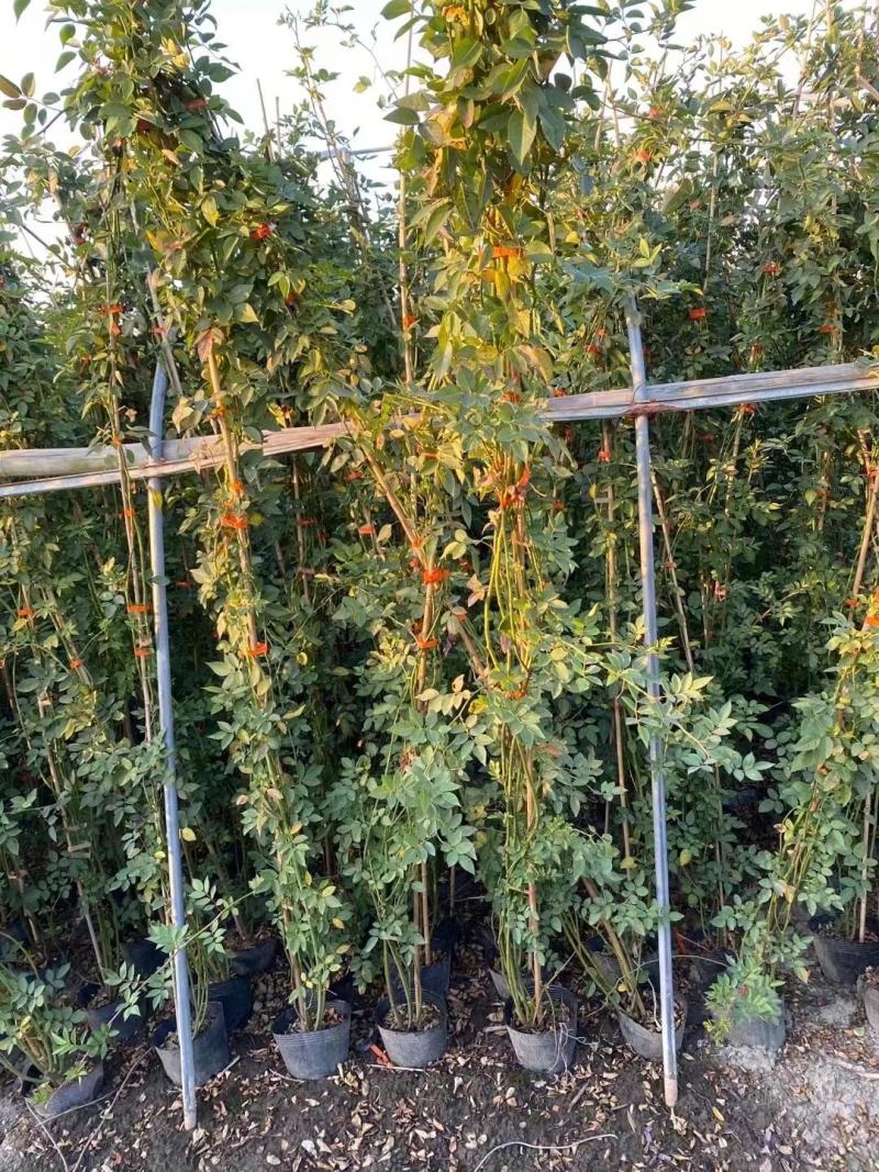 蔷薇公园绿化、行道风景、植树造林、占地用苗、房地产绿化