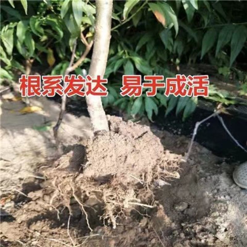 桃树苗早熟桃晚熟冬桃盆栽地栽南方北方种植当年结果