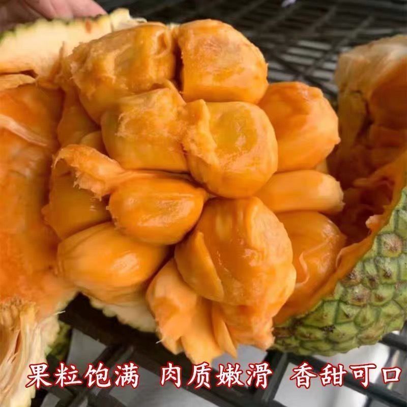 榴莲蜜苗树新品种果树苗南方种植菠萝蜜苗四季水果树苗盆栽