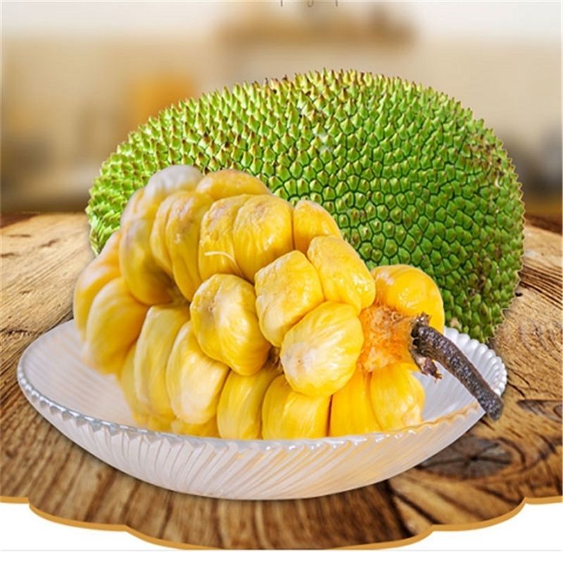 榴莲蜜苗树新品种果树苗南方种植菠萝蜜苗四季水果树苗盆栽