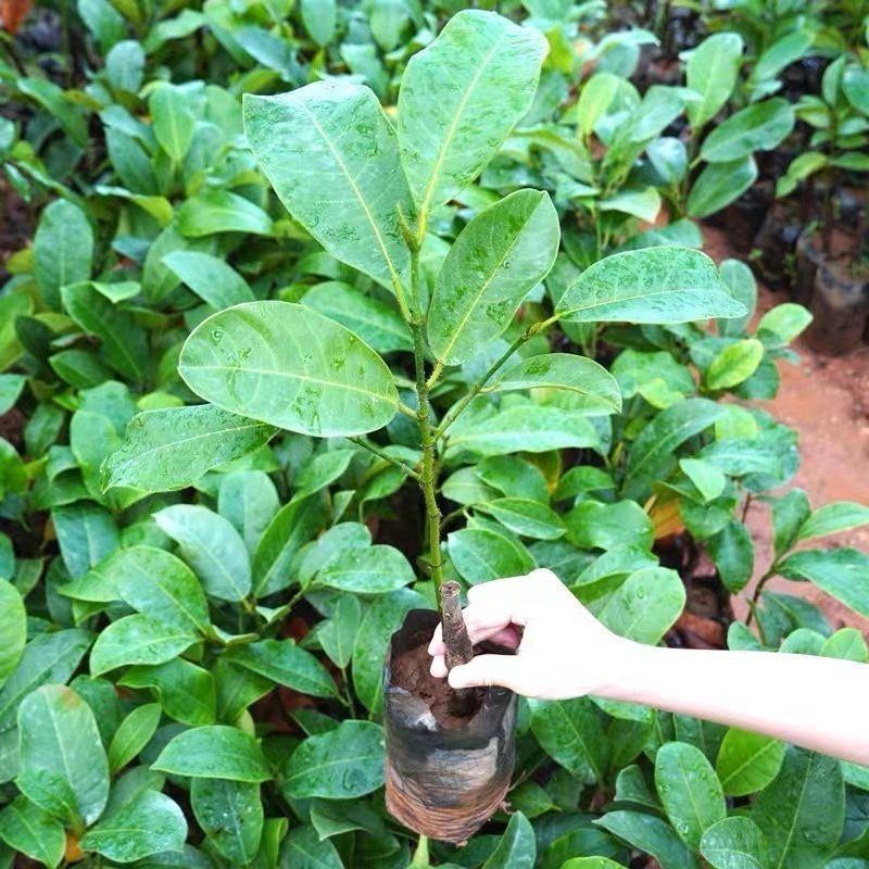 榴莲蜜苗树新品种果树苗南方种植菠萝蜜苗四季水果树苗盆栽