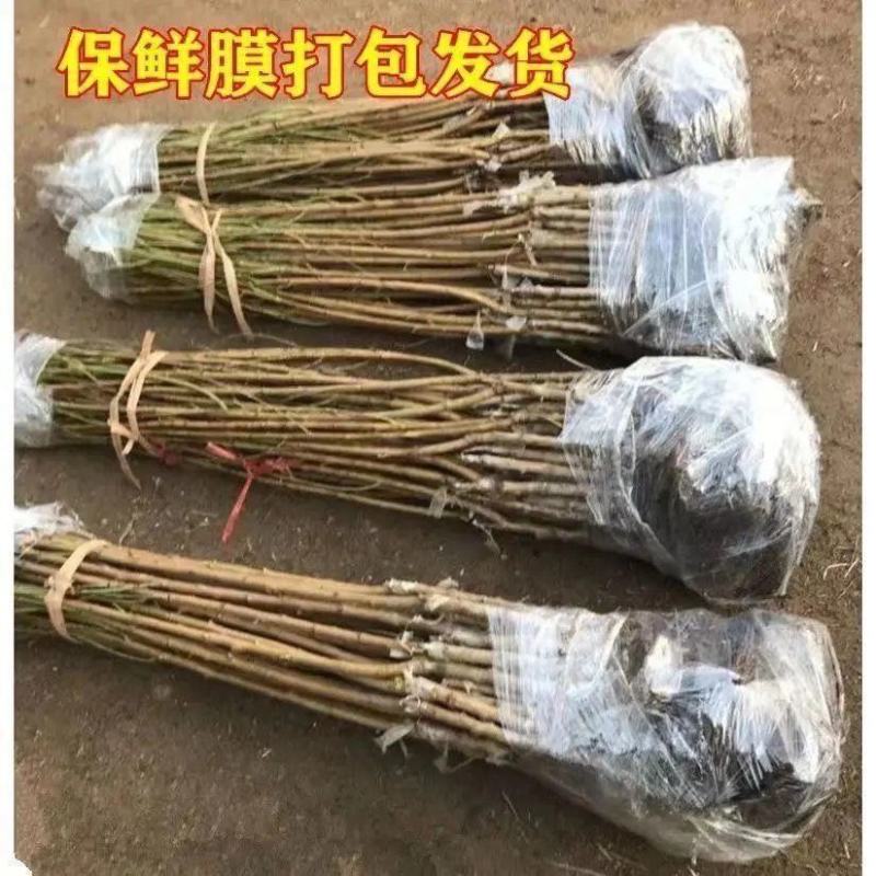 嫁接桃树苗黄金蜜4号水蜜桃苗地栽黄桃树苖冬桃苗南方北方种