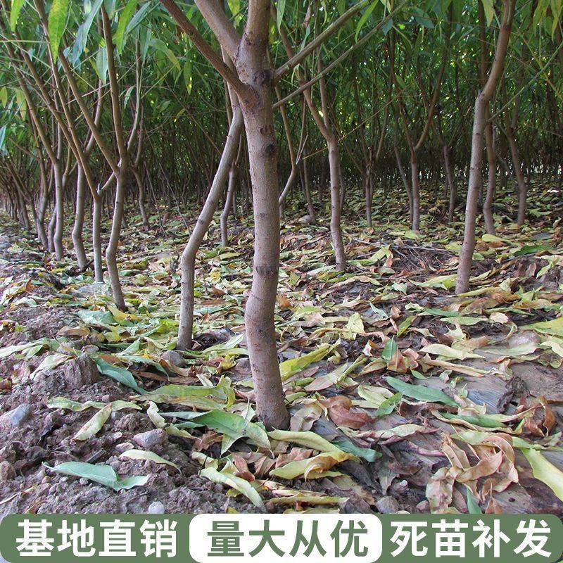 嫁接桃树苗黄金蜜4号水蜜桃苗地栽黄桃树苖冬桃苗南方北方种