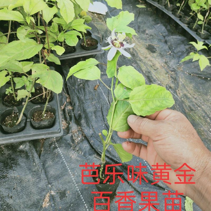 黄金百香，台农百香果苗，脱毒苗，可开发票。嫁接苗，结果快
