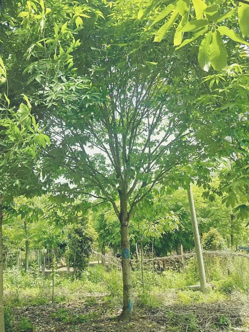 七叶树市政工程行道风景公园绿化植树造林占地用苗房地产绿化