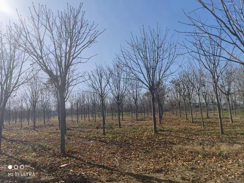 七叶树市政工程行道风景公园绿化植树造林占地用苗房地产绿化