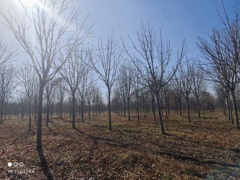 七叶树市政工程行道风景公园绿化植树造林占地用苗房地产绿化