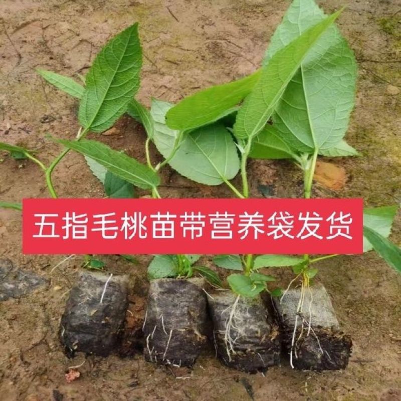 五指毛桃苗中药材种苗南北方四季种植苗带土带叶，广西发货