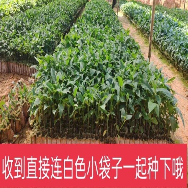 五指毛桃苗中药材种苗南北方四季种植苗带土带叶，广西发货