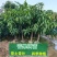 嫁接芒果果树苗金煌芒桂七四季蜜芒果树苗广西发货带土带叶
