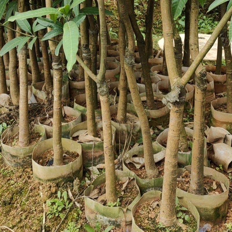 嫁接芒果果树苗金煌芒桂七四季蜜芒果树苗广西发货带土带叶