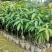 嫁接芒果果树苗金煌芒桂七四季蜜芒果树苗广西发货带土带叶