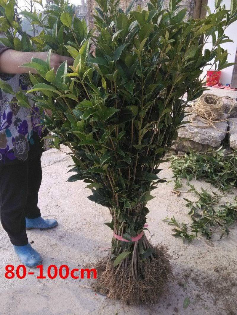桂花小苗40/50/80公分1/1.5/1.8米高价格