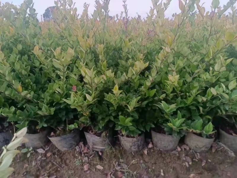 金森女贞新农村建行道风景公园绿化植树造林占地用苗房地产绿