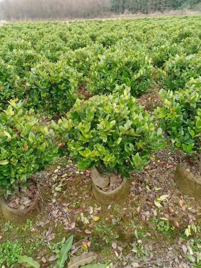 金森女贞新农村建行道风景公园绿化植树造林占地用苗房地产绿