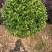 金森女贞新农村建行道风景公园绿化植树造林占地用苗房地产绿
