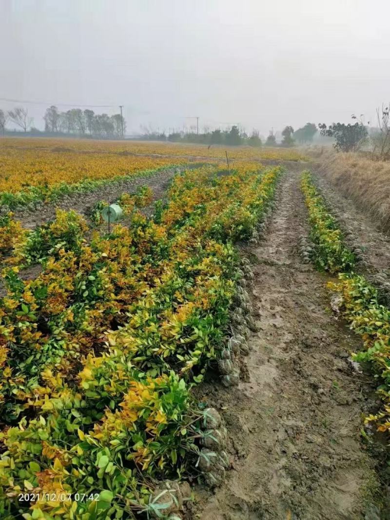 金森女贞新农村建行道风景公园绿化植树造林占地用苗房地产绿