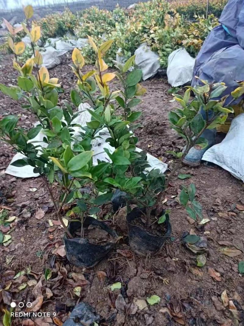 金森女贞新农村建行道风景公园绿化植树造林占地用苗房地产绿