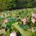 【优选】莲藕种苗花鲜蓬多适用于水景工程，公园，家庭农场