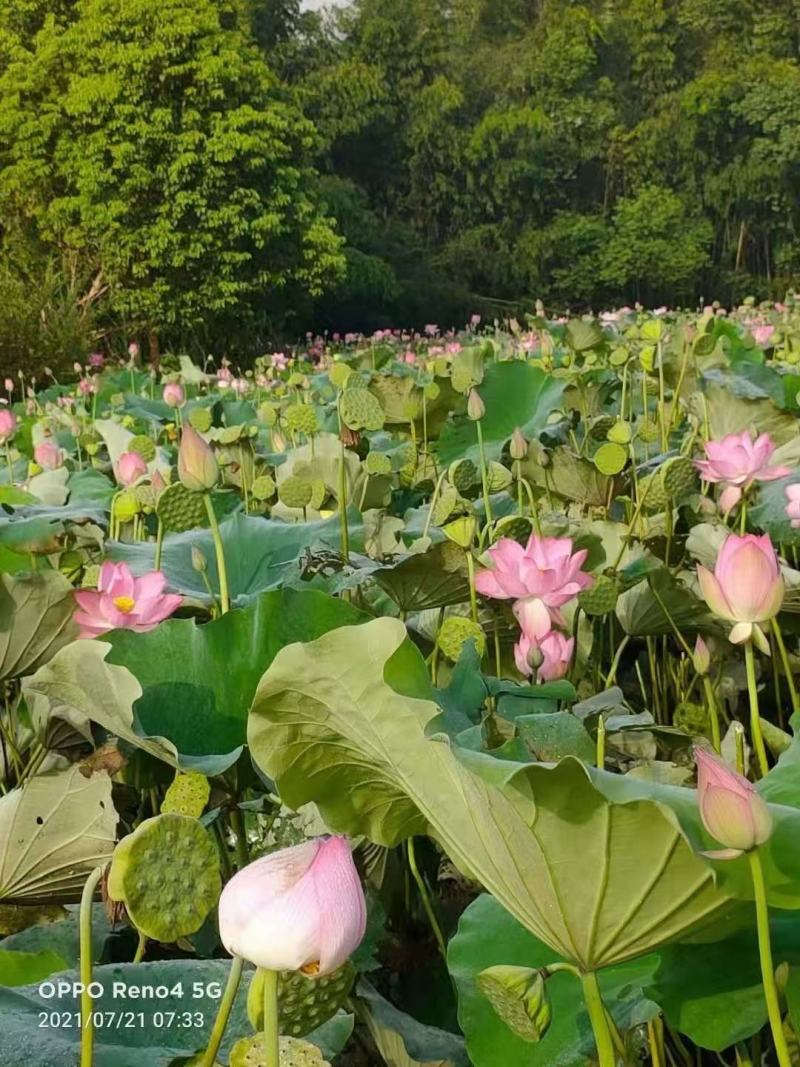 【优选】莲藕种苗花鲜蓬多适用于水景工程，公园，家庭农场