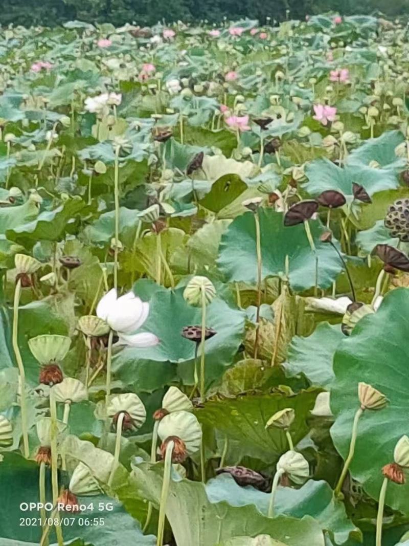【优选】莲藕种苗花鲜蓬多适用于水景工程，公园，家庭农场