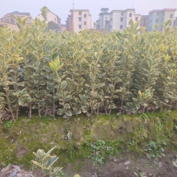 金边黄杨新农村建行道风景公园绿化植树造林占地用苗房地产绿