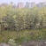 金边黄杨新农村建行道风景公园绿化植树造林占地用苗房地产绿
