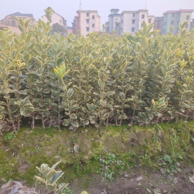 金边黄杨新农村建行道风景公园绿化植树造林占地用苗房地产绿