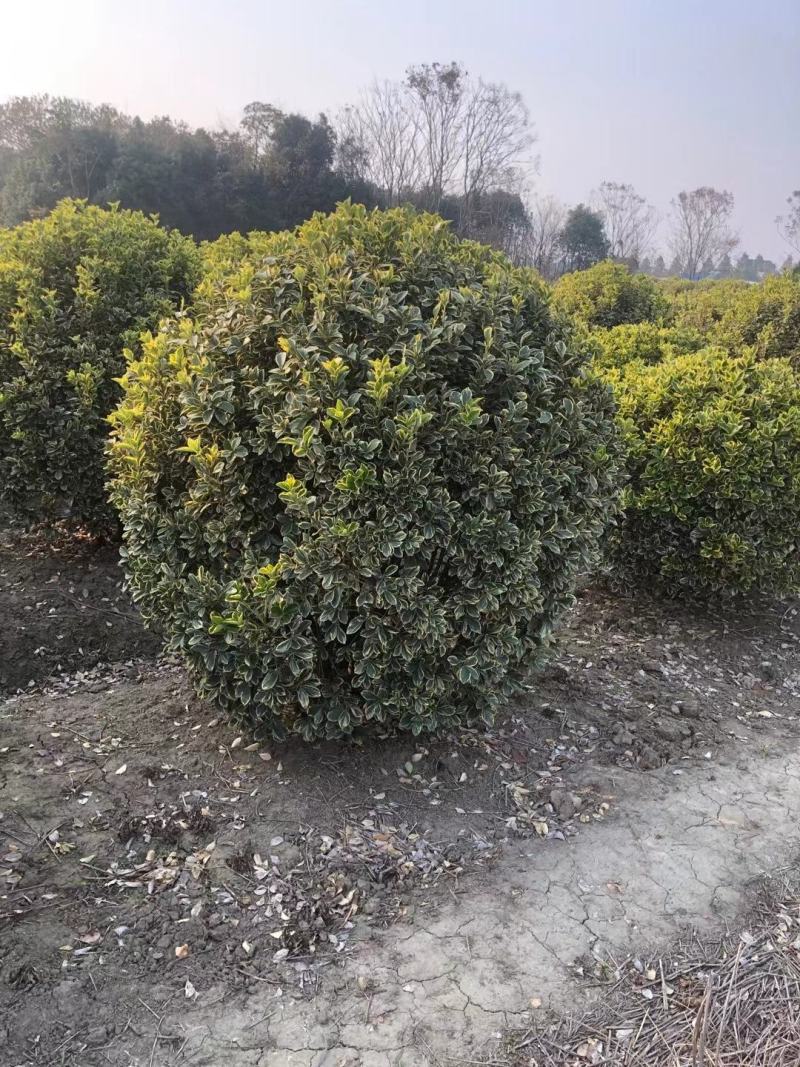 金边黄杨新农村建行道风景公园绿化植树造林占地用苗房地产绿