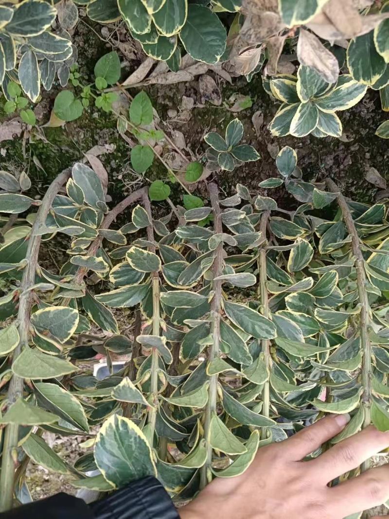 金边黄杨新农村建行道风景公园绿化植树造林占地用苗房地产绿
