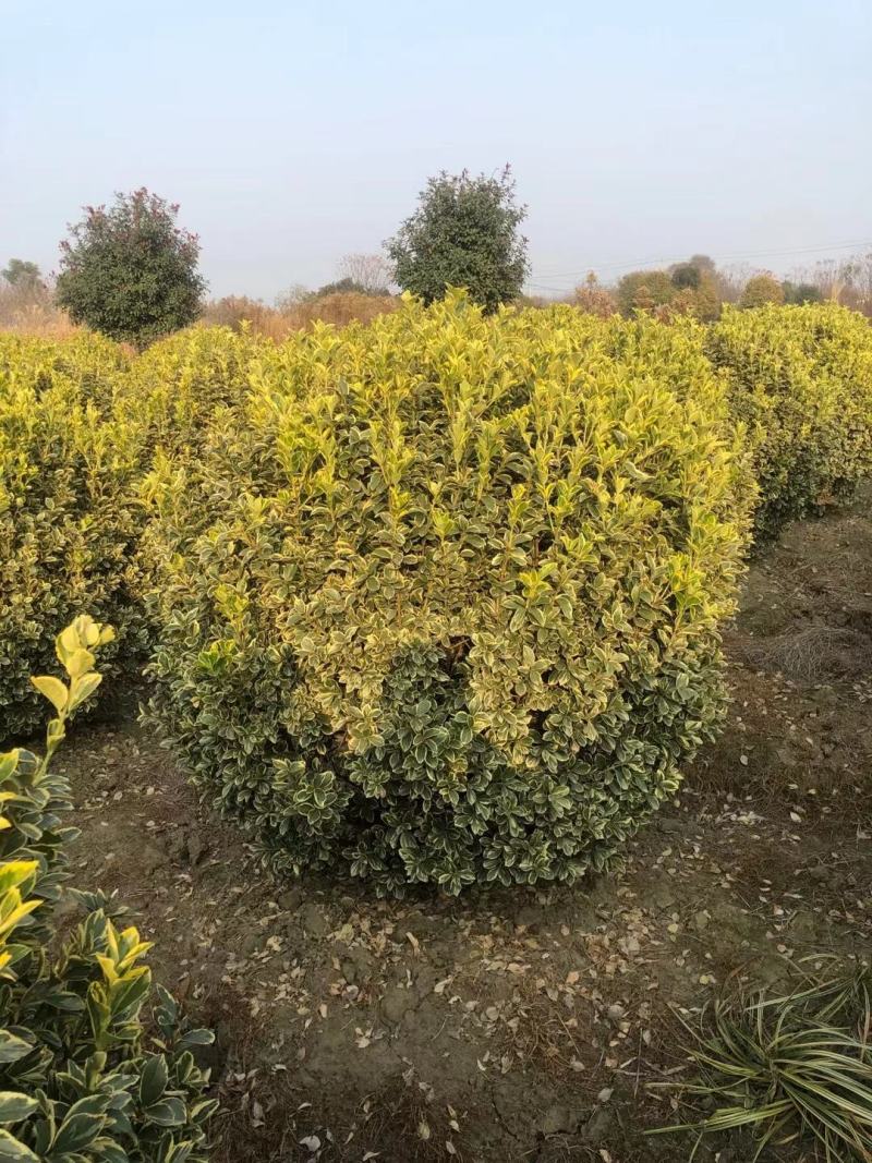 金边黄杨新农村建行道风景公园绿化植树造林占地用苗房地产绿