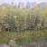 金边黄杨新农村建行道风景公园绿化植树造林占地用苗房地产绿