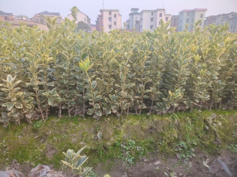 金边黄杨新农村建行道风景公园绿化植树造林占地用苗房地产绿