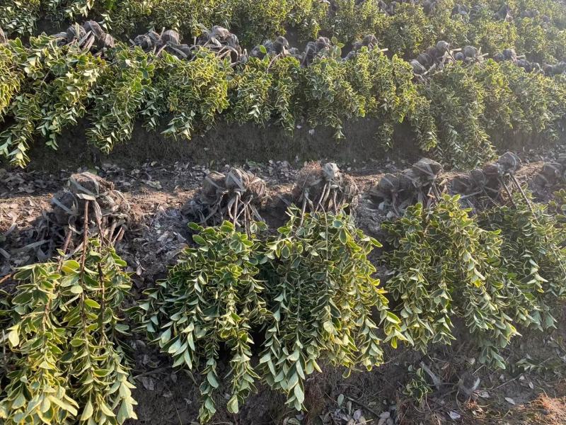 金边黄杨新农村建行道风景公园绿化植树造林占地用苗房地产绿