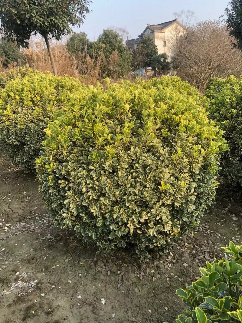 金边黄杨新农村建行道风景公园绿化植树造林占地用苗房地产绿