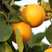 金太阳杏子树苗四川发货基地支付大苗当年可结果南北方种植包