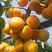 金太阳杏子树苗四川发货基地支付大苗当年可结果南北方种植包
