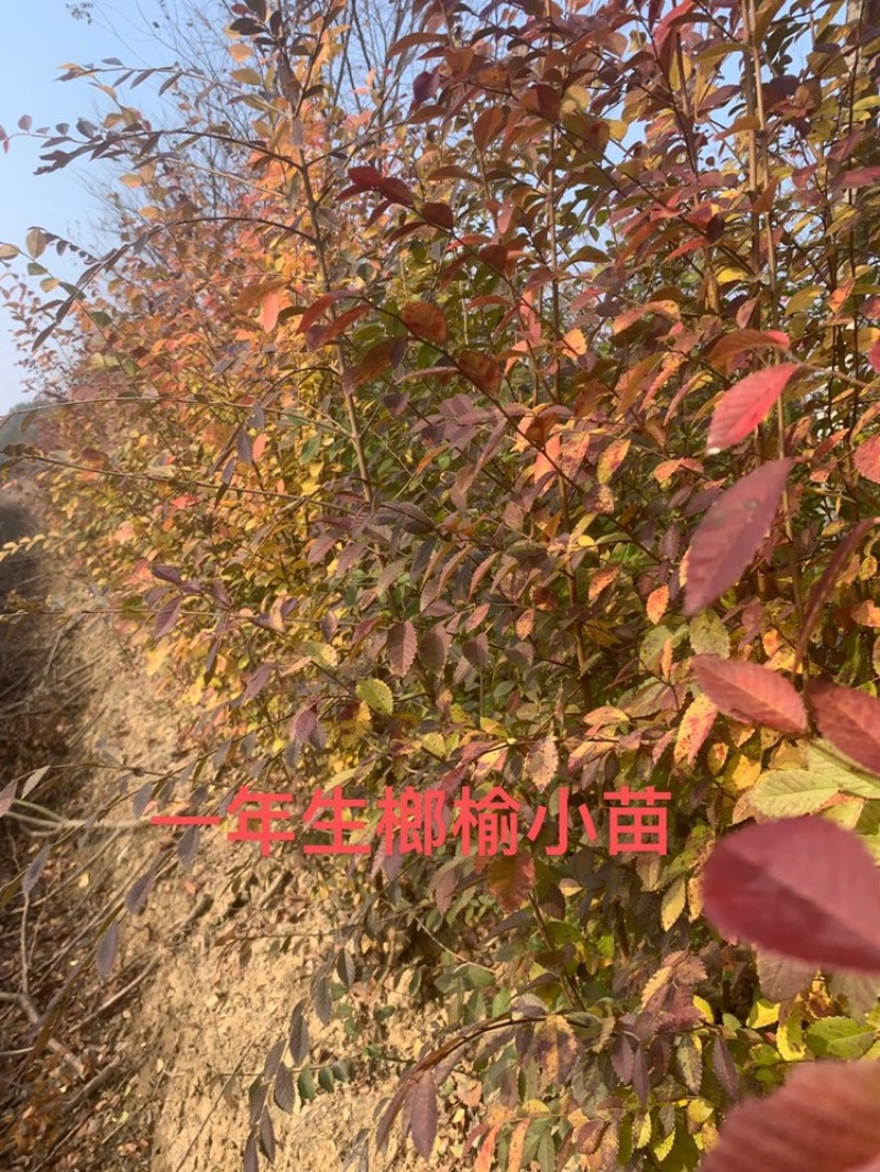 榆树苗，榔榆小苗上盆素材，提根，造型，抱石