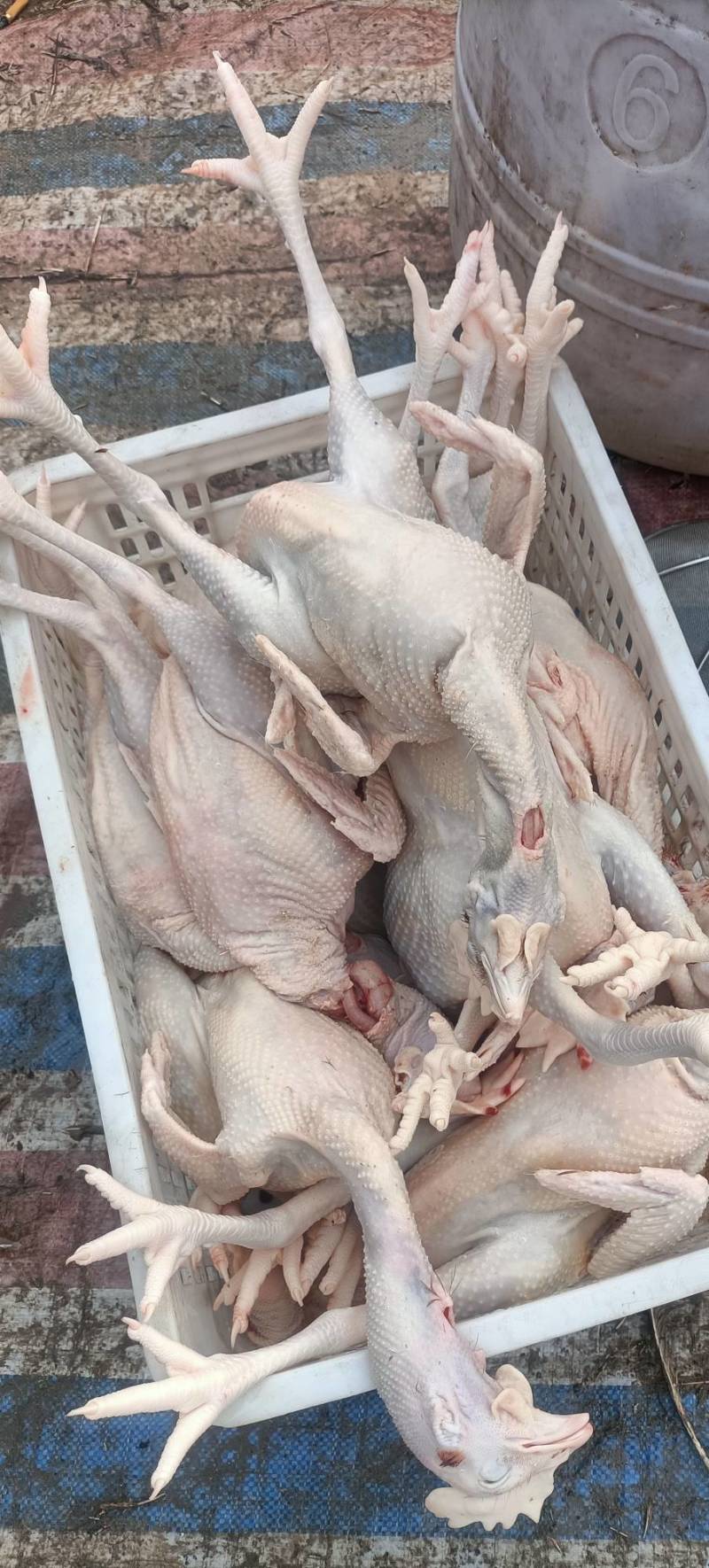 白条鸡，大量供应了。量小勿扰