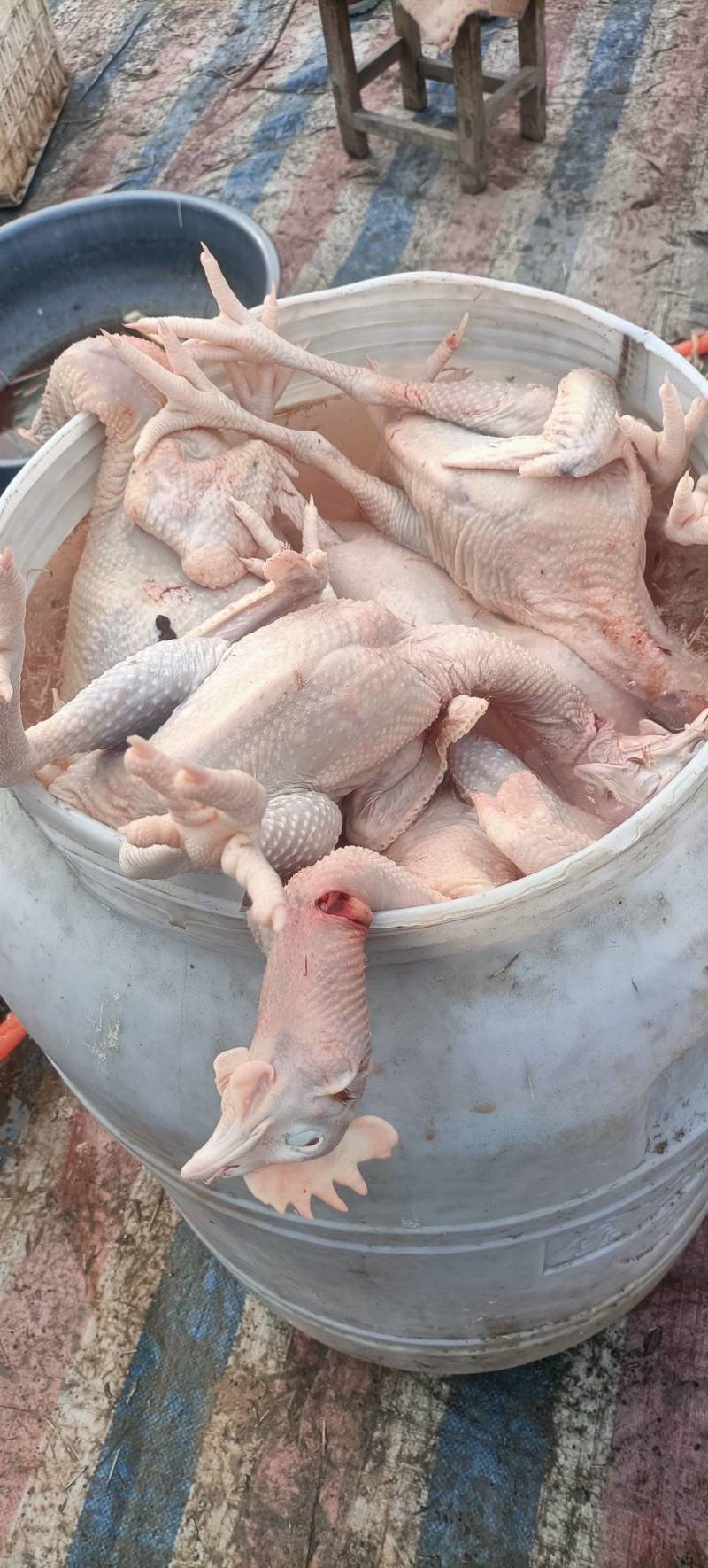 白条鸡，大量供应了。量小勿扰