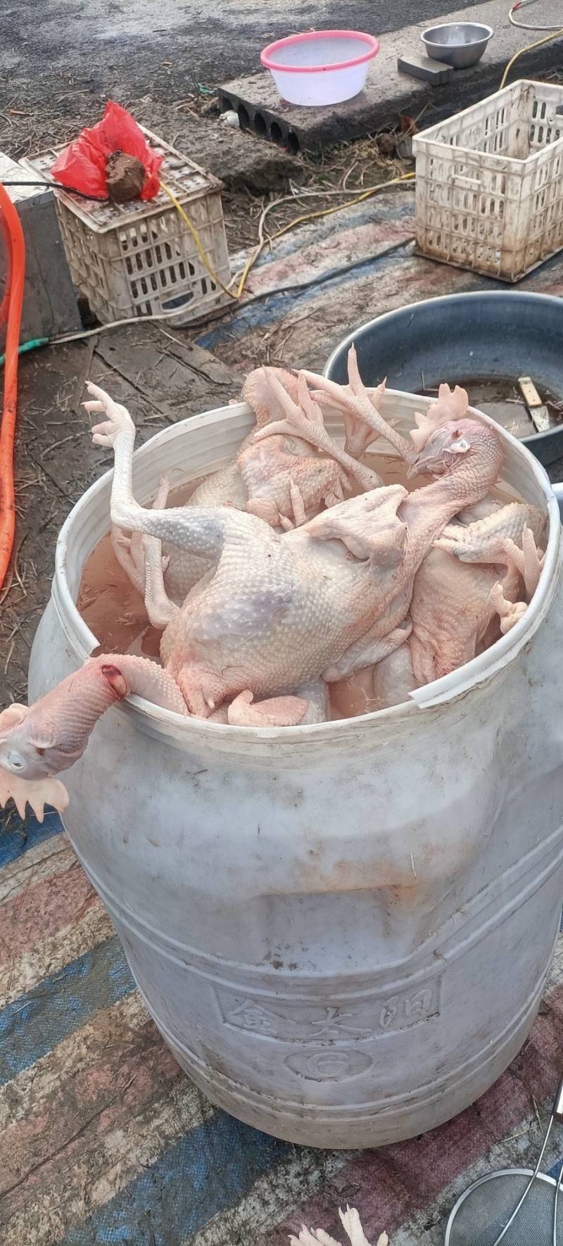 白条鸡，大量供应了。量小勿扰