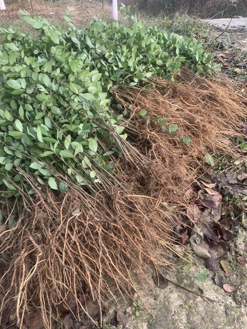 榆树苗，榔榆小苗上盆素材，提根，造型，抱石