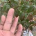 榆树苗，榔榆小苗上盆素材，提根，造型，抱石