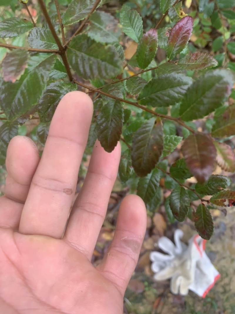 榆树苗，榔榆小苗上盆素材，提根，造型，抱石