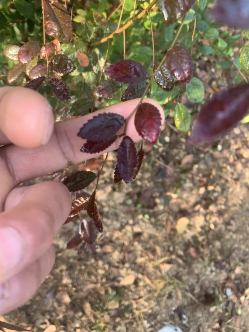 榆树苗，榔榆小苗上盆素材，提根，造型，抱石