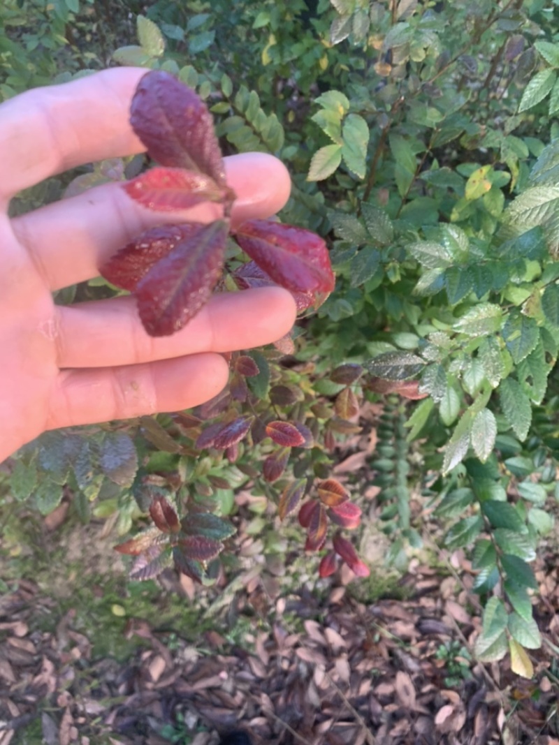 榆树苗，榔榆小苗上盆素材，提根，造型，抱石
